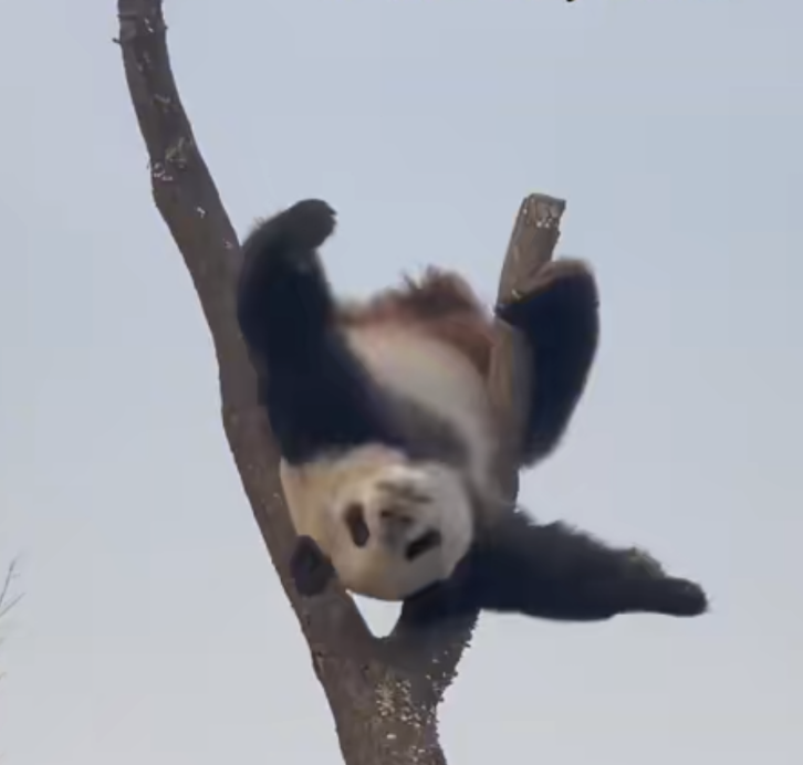 
     动物园大熊猫倒挂金钩，功夫熊猫被抢注商标 
    